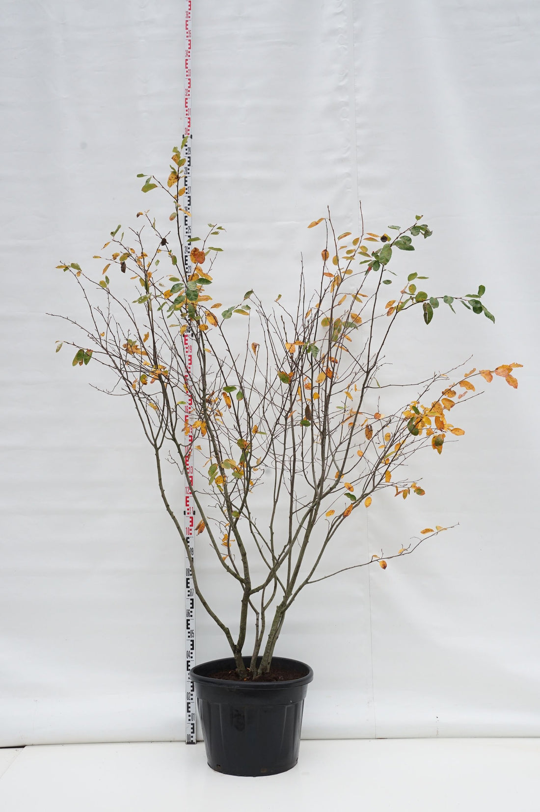 Amelanchier lamarckii C35 (35 liters kruka) 200-250 cm
