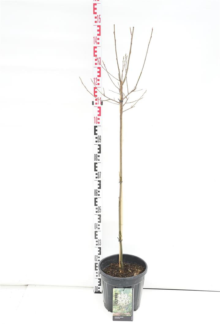 Amelanchier lamarckii stam 90 cm C10 (10 liters kruka)