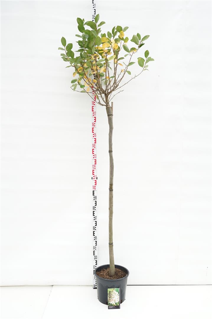 Aronia prunifolia &