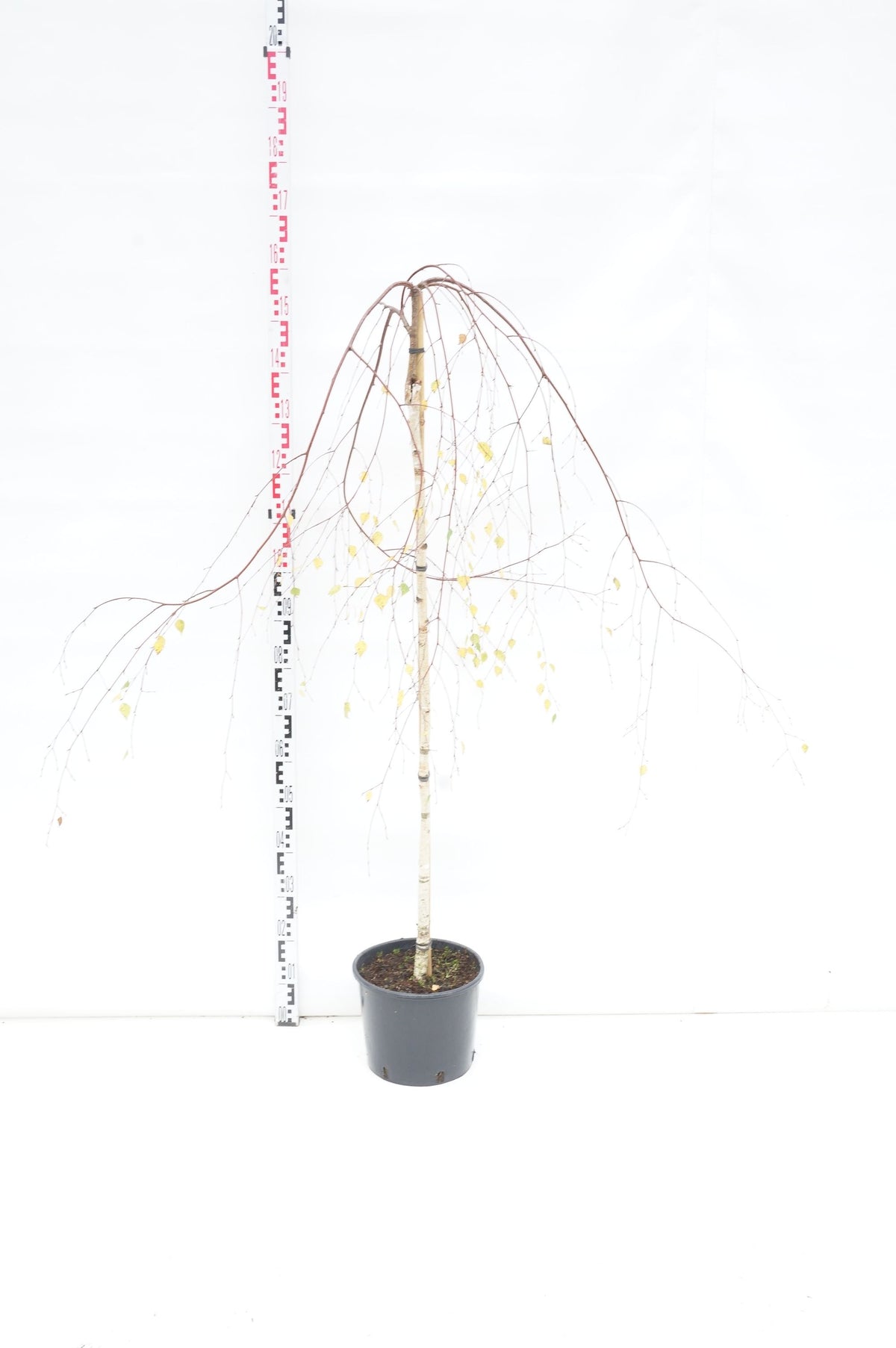 Betula p. &