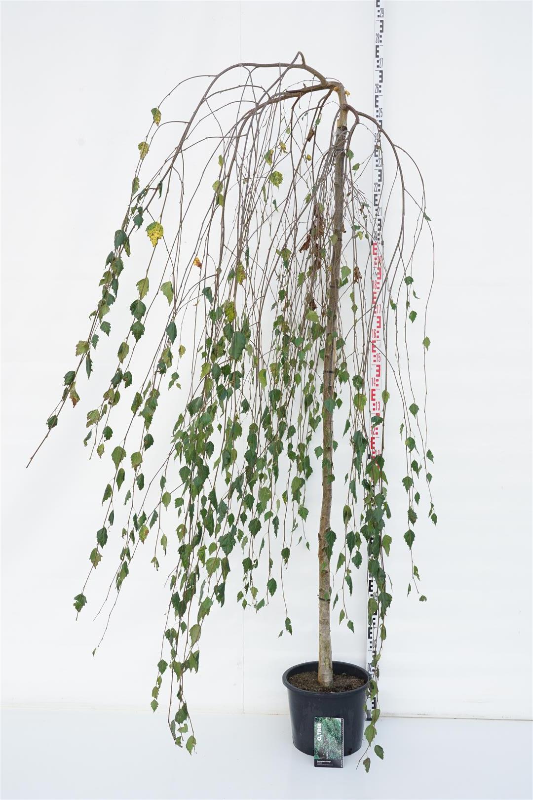 Betula pendula &