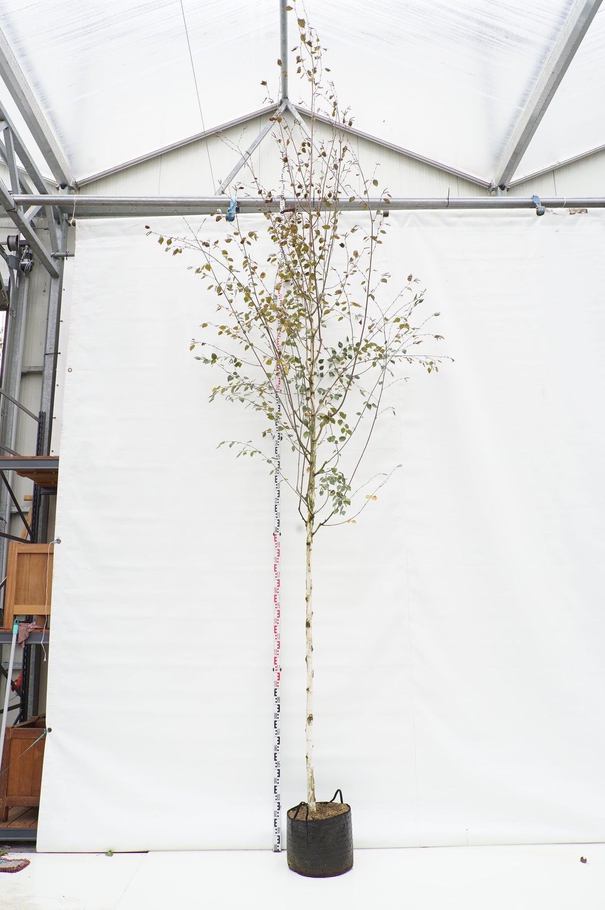 Betula utilis var. jacquemontii stamomkrets 10-12 cm C25 (25 liters kruka)