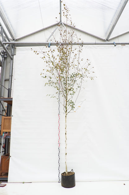 Betula ut. jacquemontii 10-12 cm Stam C25 (25 liters kruka)
