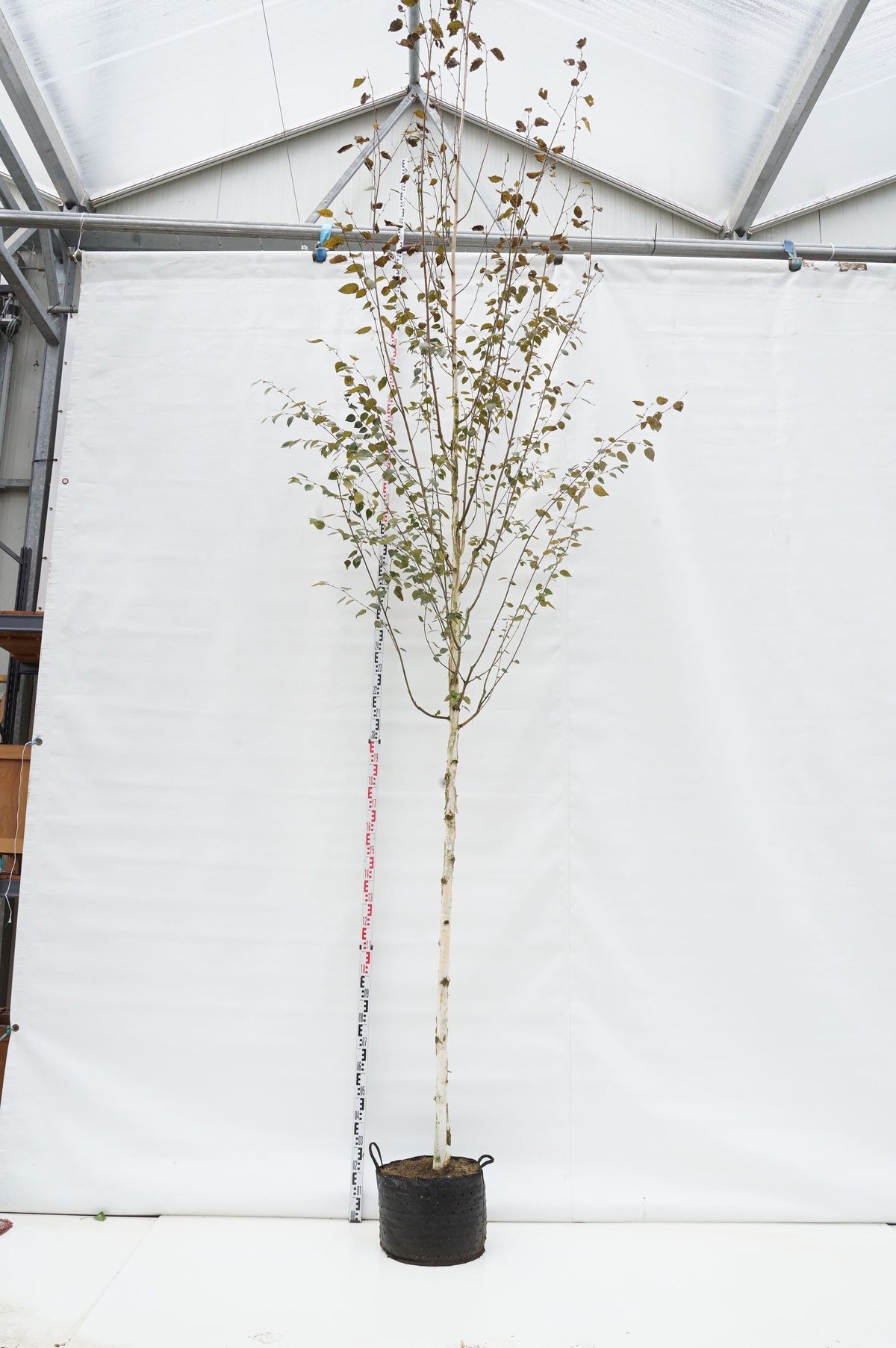 Betula ut. jacquemontii 12-14 cm stam C30 (30 liters kruka)