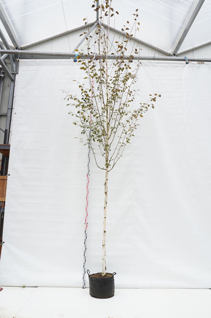 Betula ut. jacquemontii 12-14 cm stam C30 (30 liters kruka)
