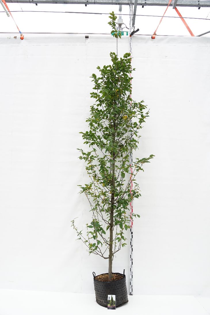 Carpinus bet. &