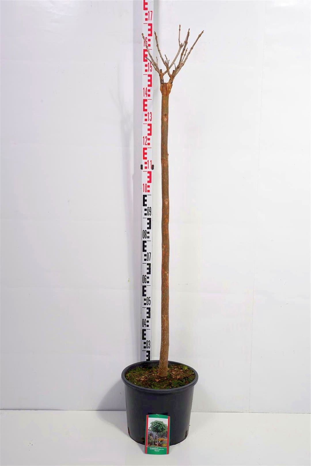 Catalpa bungei stam 120 cm C10 (10 liters kruka)
