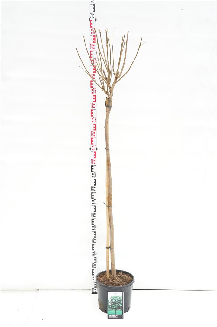 Catalpa bungei stam 120 cm C12 (12 liters kruka)