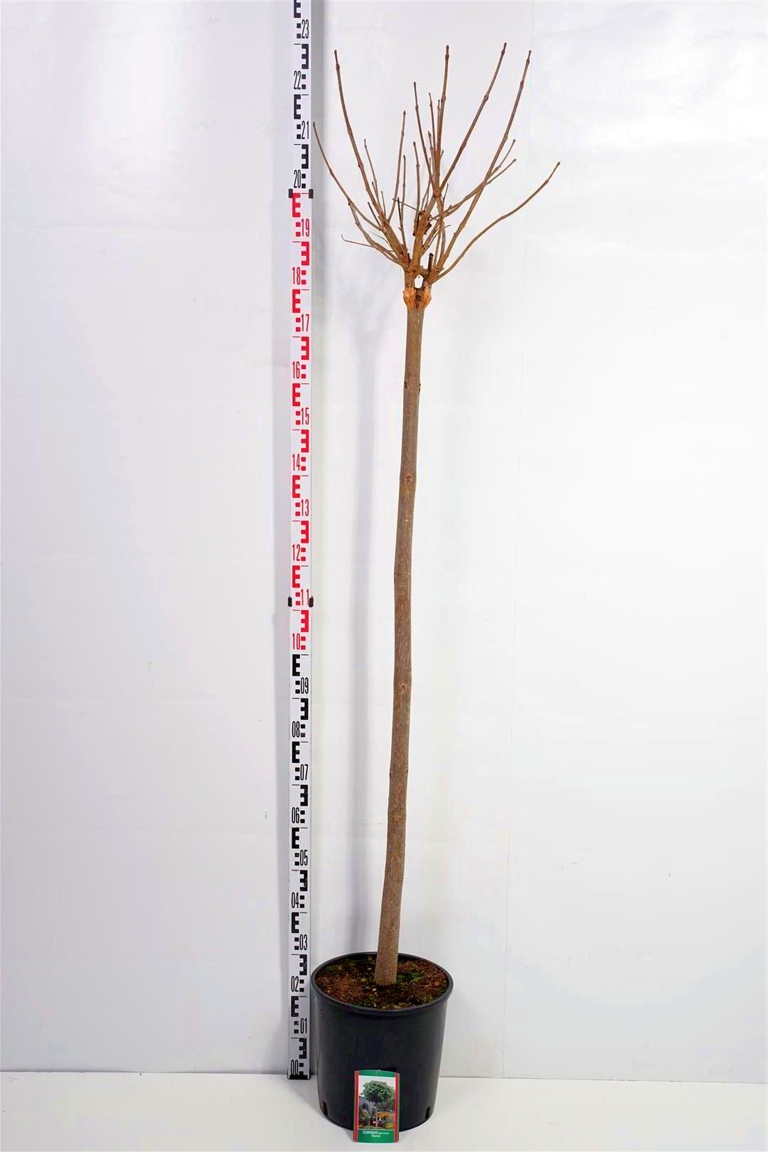 Catalpa bungei stam 150 cm C10 (10 liters kruka)