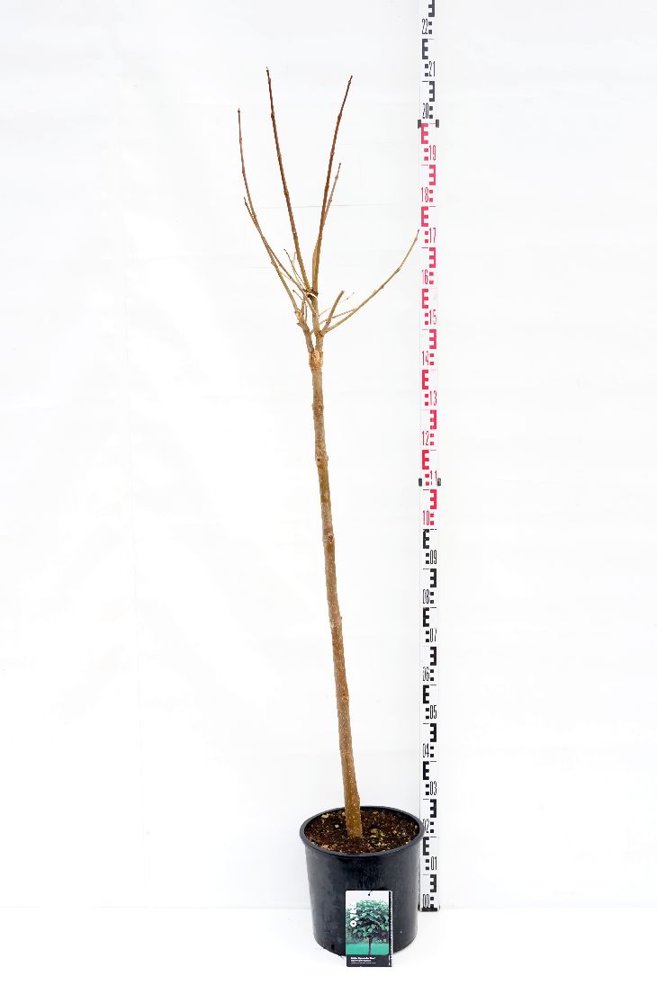 Catalpa bungei stam 100 cm C15 (15 liters kruka)