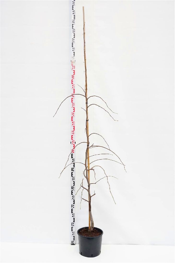 Cercis canadensis &