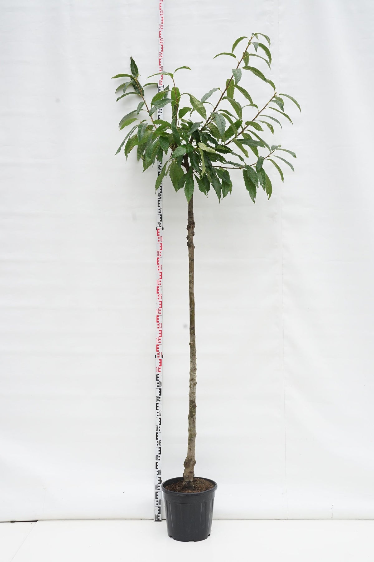Castanea sativa &