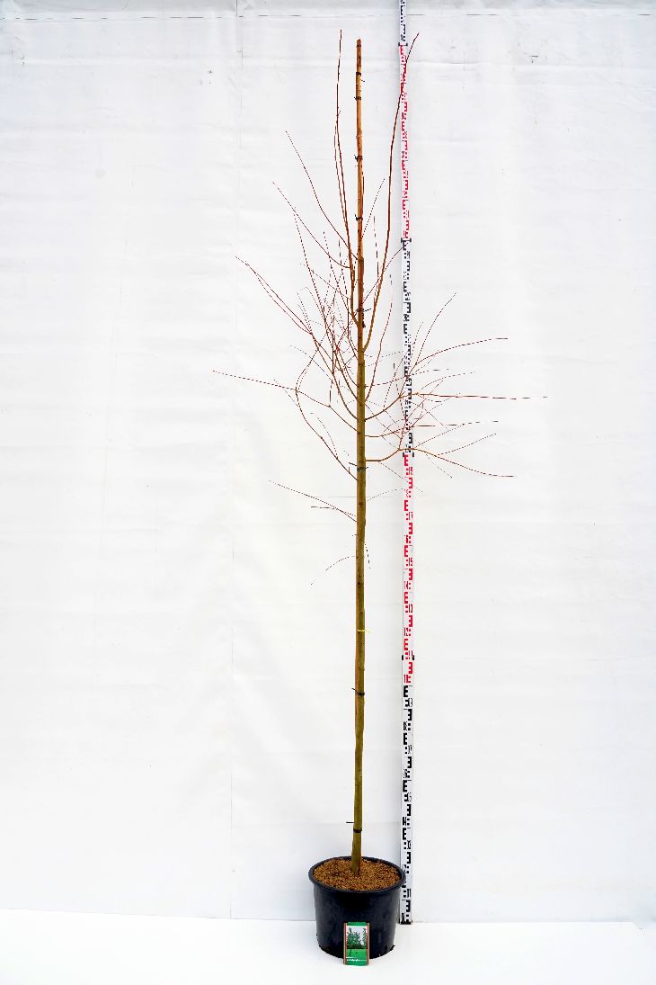 Cercidiphyllum japonicum stamträd 8-10 cm C25 (25 liters kruka)