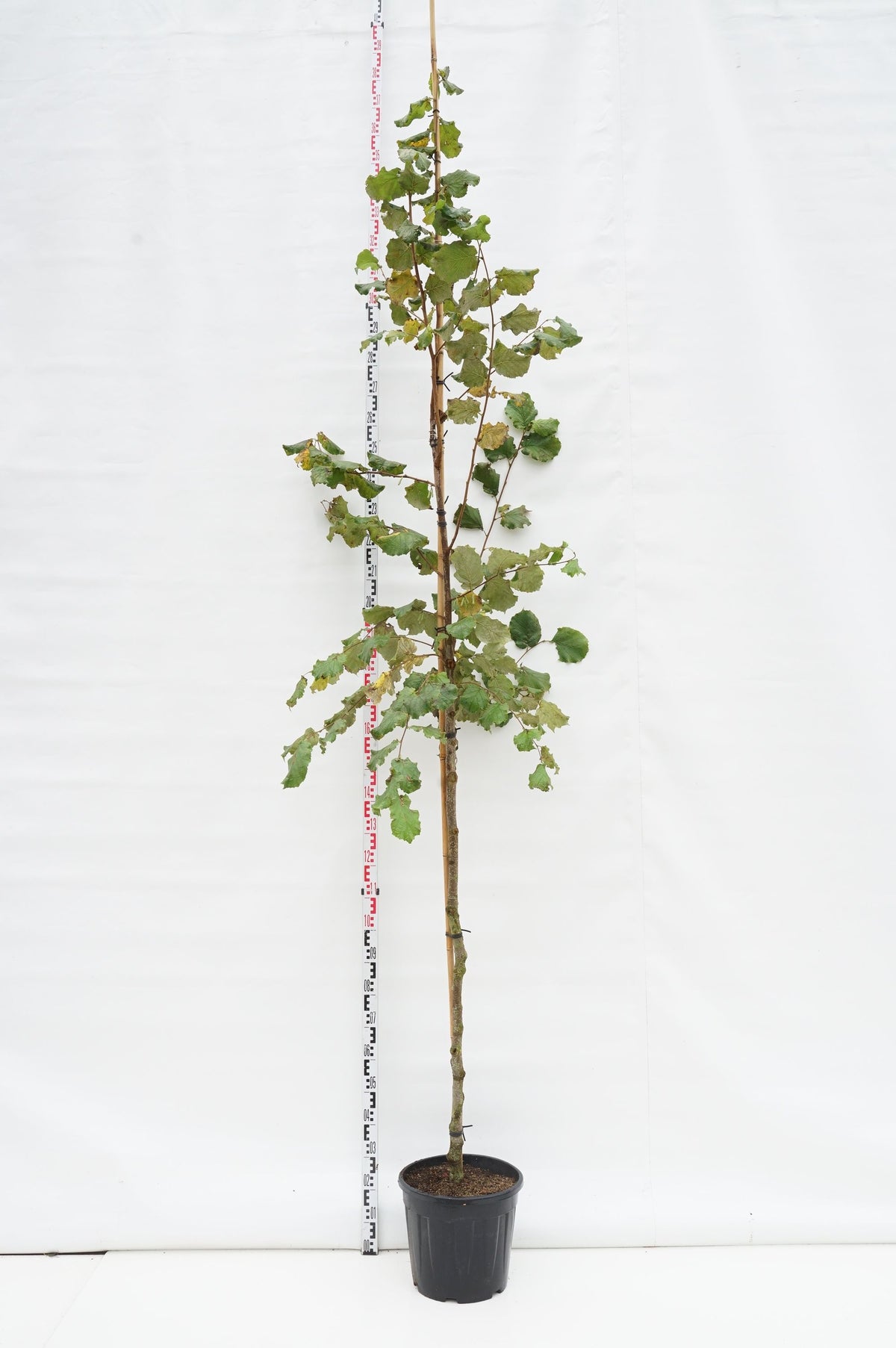 Corylus avellana stamträd 8-10 cm C25 (25 liters kruka)