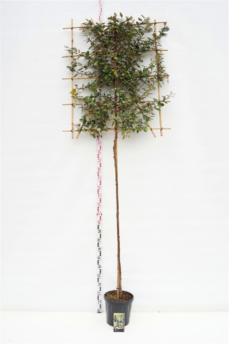 Elaeagnus ebbingei (Spaljerad) stamomfång 10-12 cm C55 (55 liters kruka)