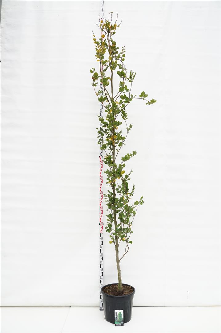 Fagus syl. &