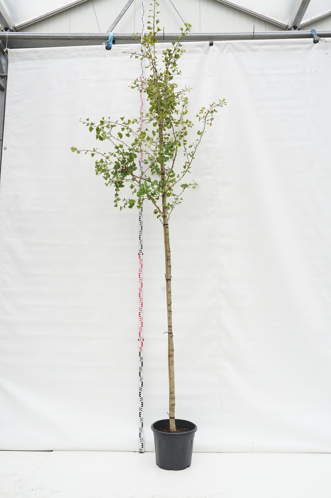 Ginkgo biloba högstam 10-12 cm C25 (25 liters kruka)