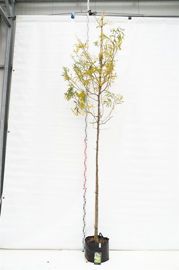 Gleditsia triacanthos &