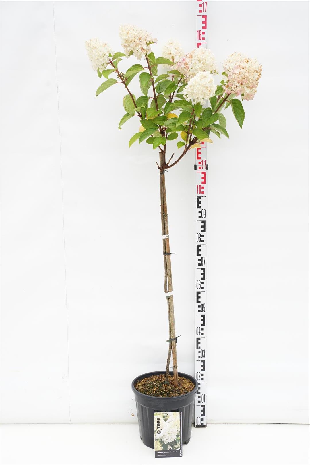 Hydrangea paniculata &
