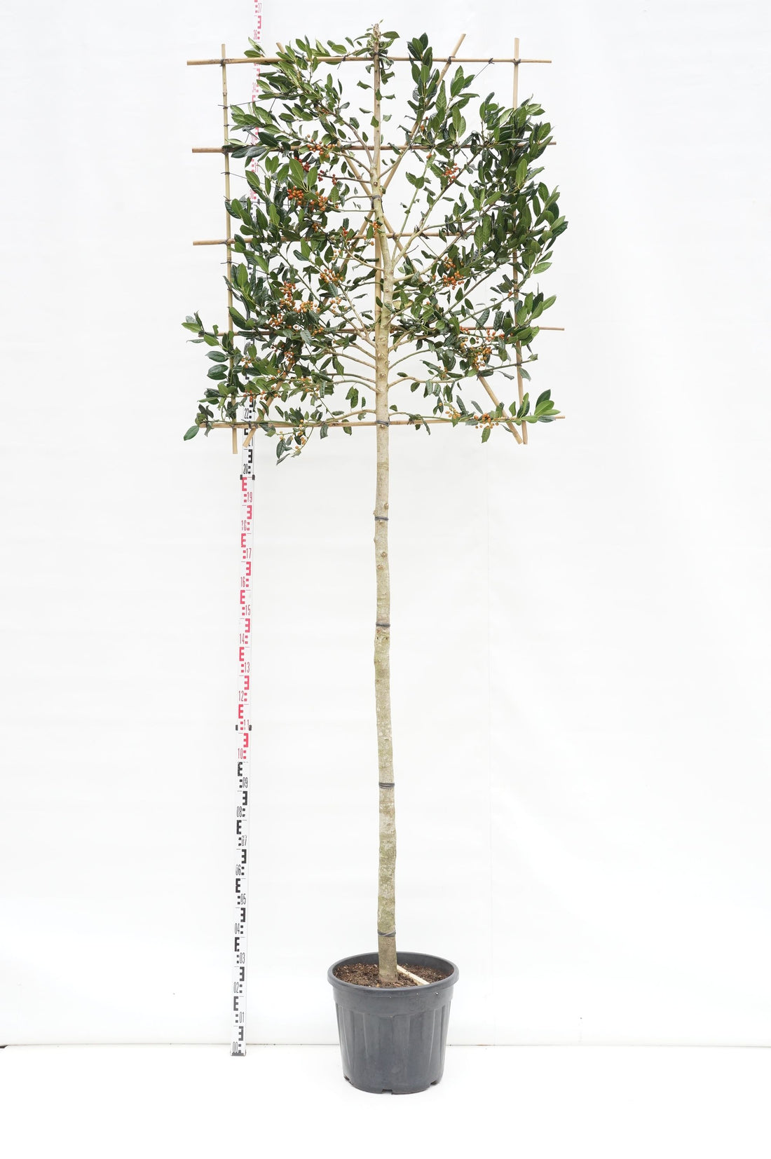 Ilex &