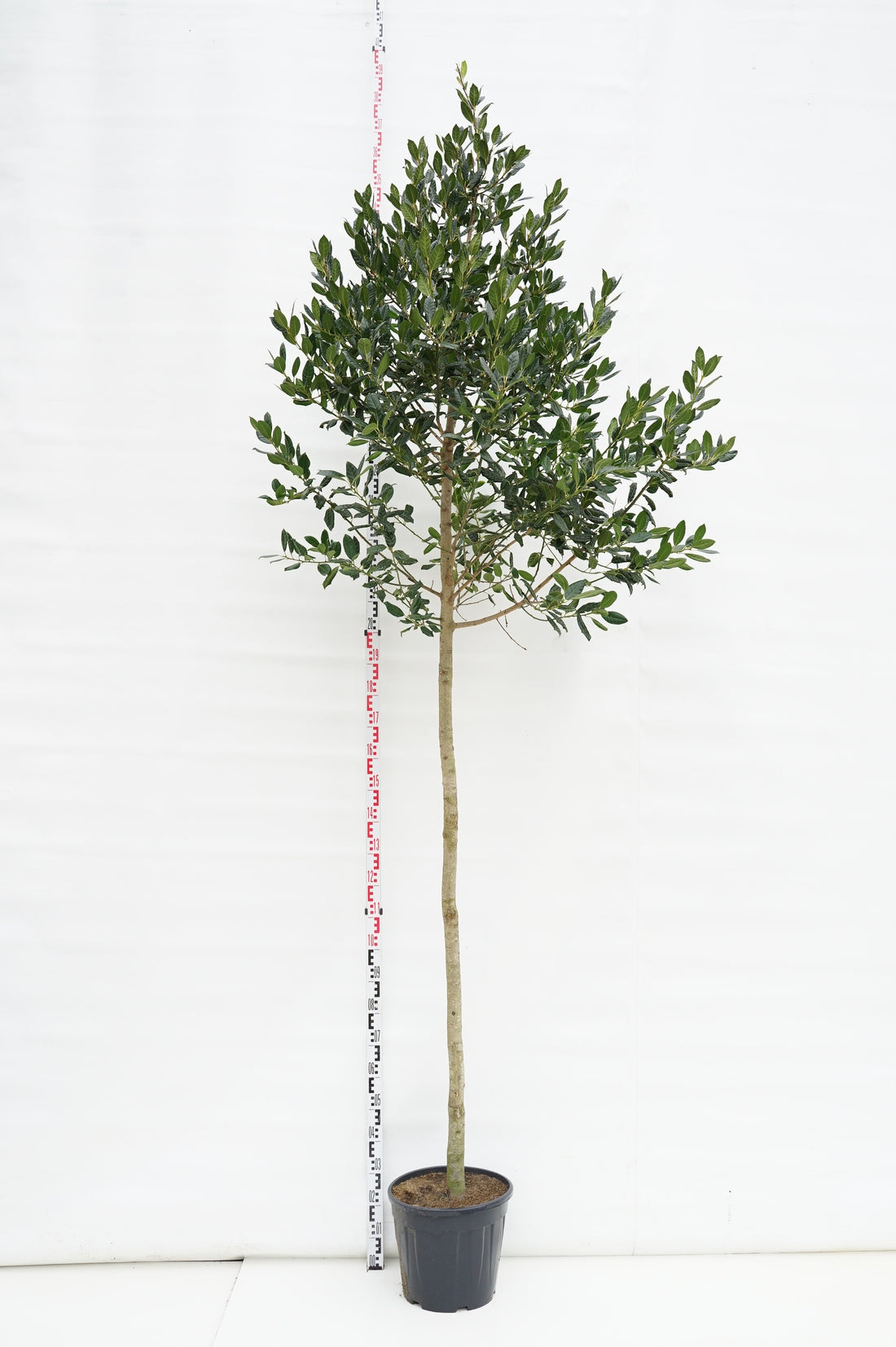 Ilex &