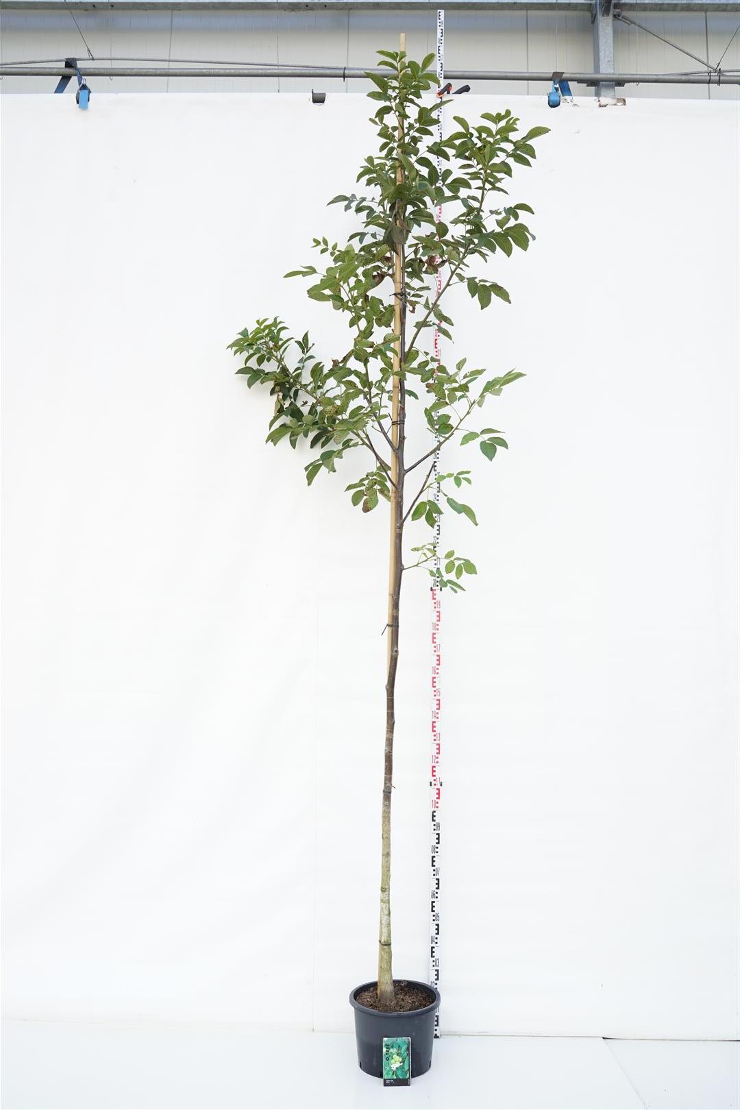 Juglans regia 10-12 cm stam, C25 (25 liters kruka)