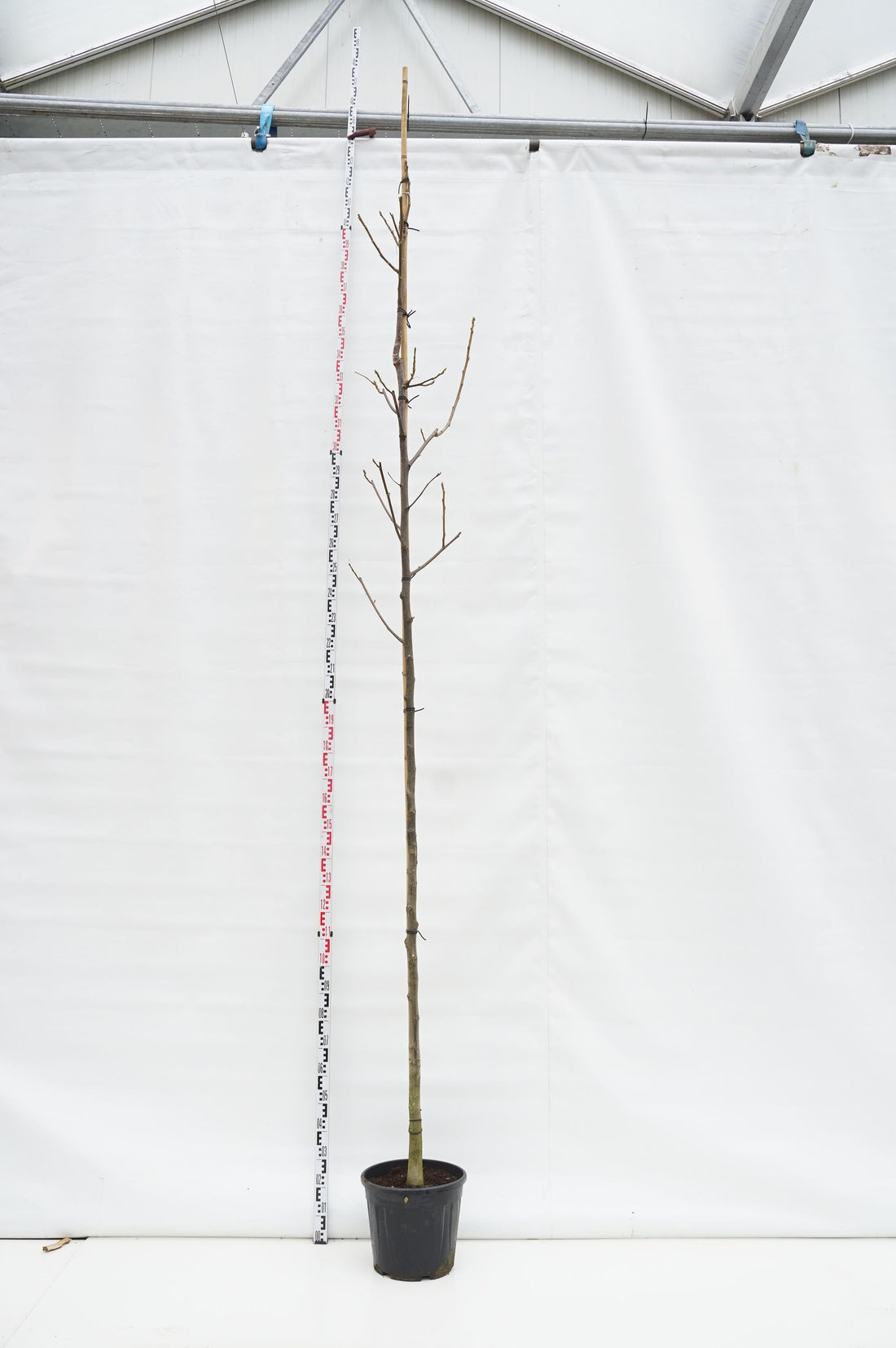 Juglans regia (Äkta valnöt) stamomfång 10-12 cm, C30 (30 liters kruka)