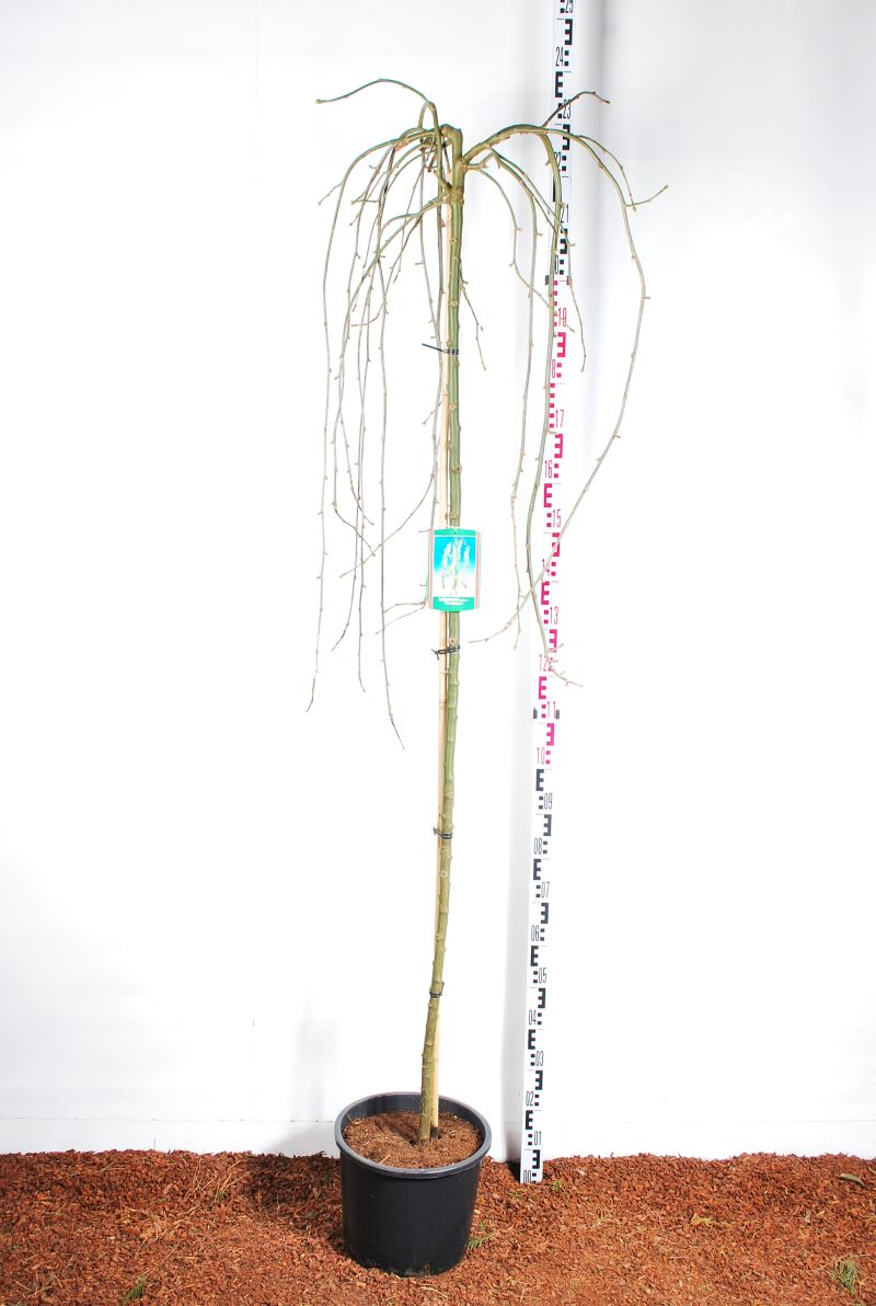 Laburnum alpinum &
