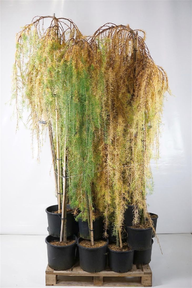 Larix kaempf. &