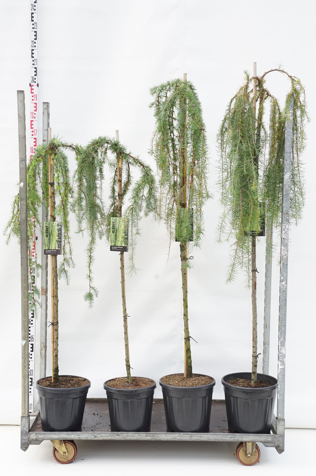 Larix kaempf. &