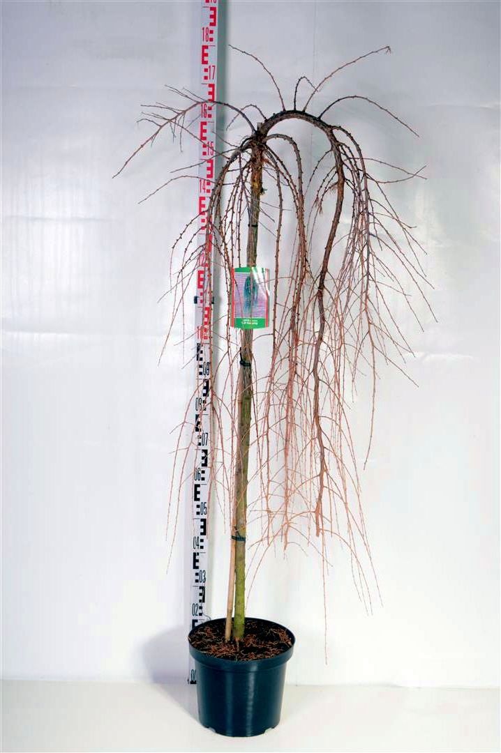 Larix kaempferi &