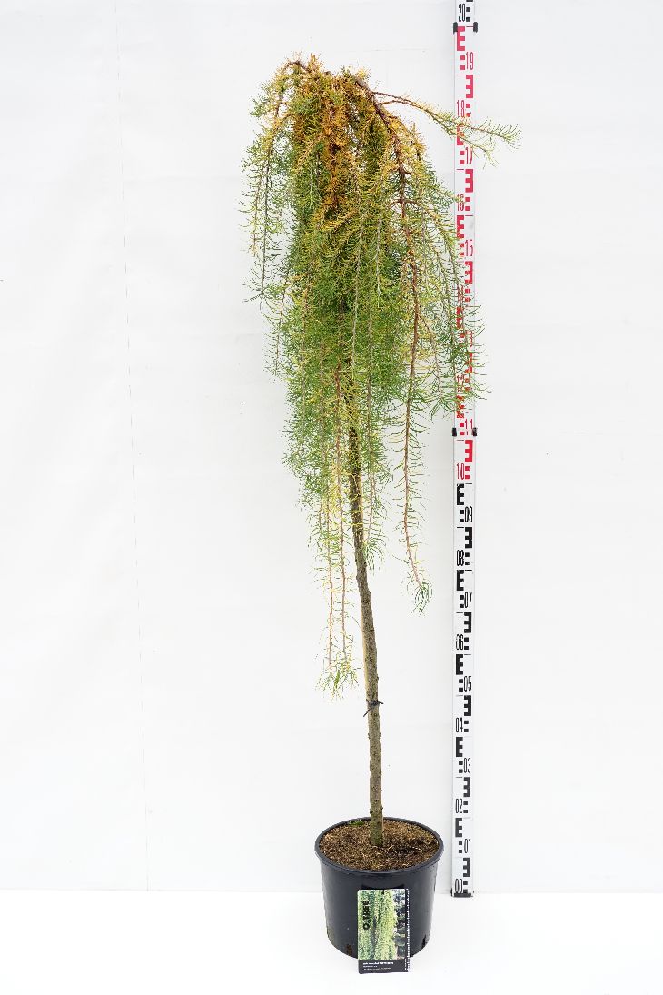 Larix kaempferi &