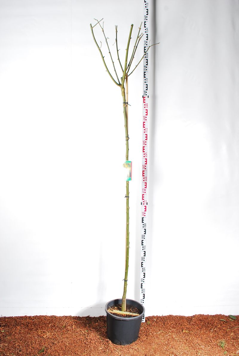 Laburnum watereri &