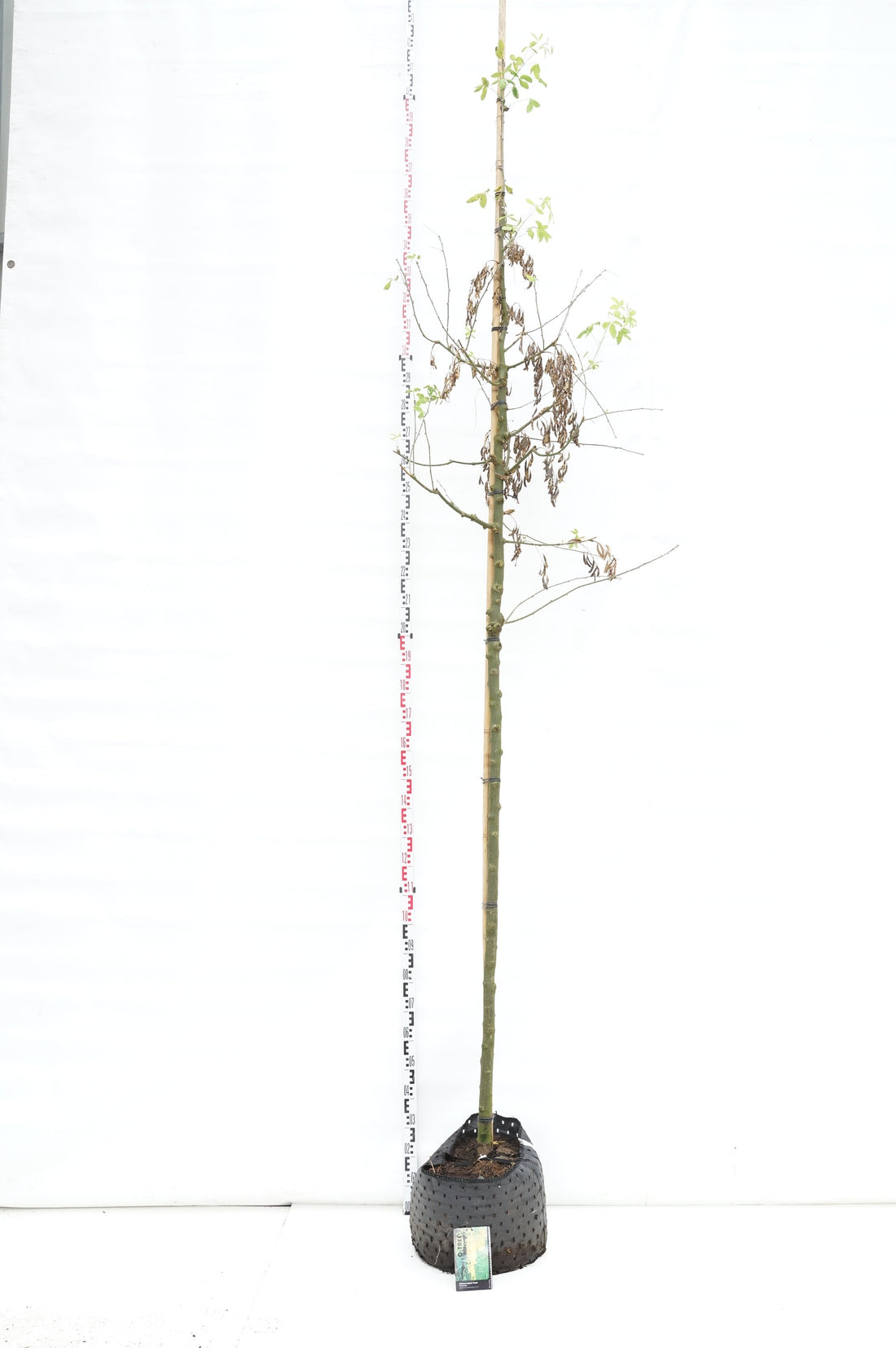 Laburnum wat. &