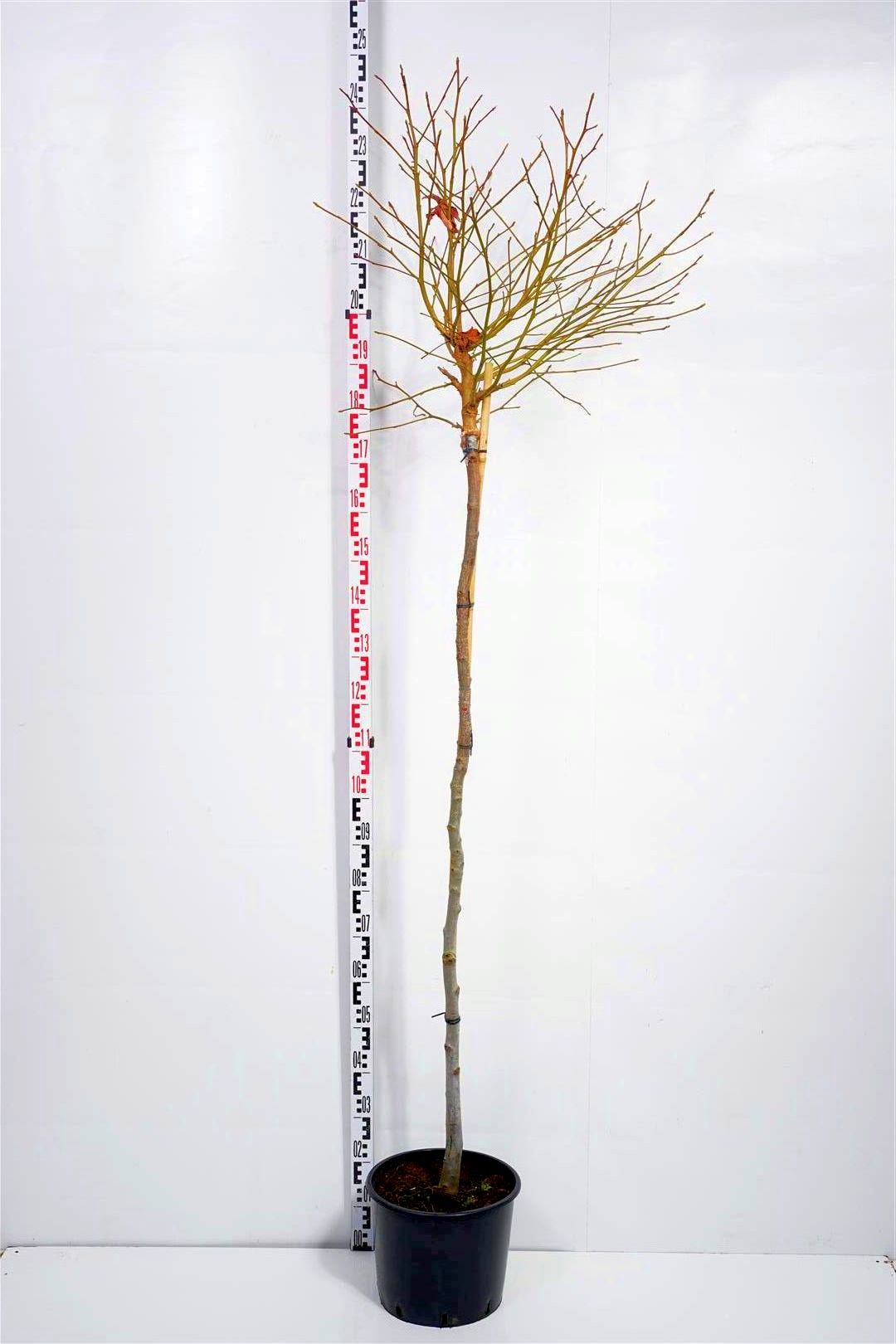 Liquidambar styraciflua &