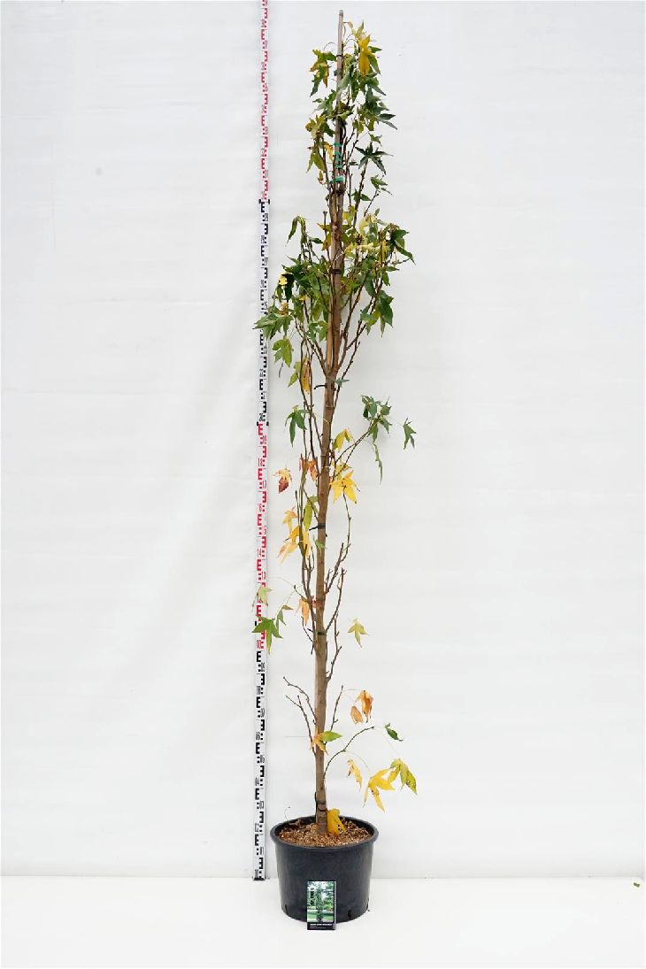 Liquidambar st. &