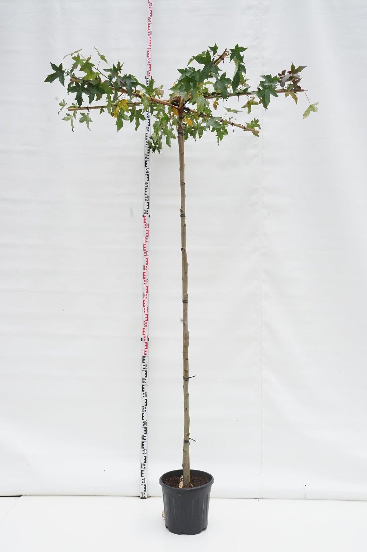 Liquidambar styraciflua (takträd) 240 cm stam 18-20 cm C90 (90 liters kruka)