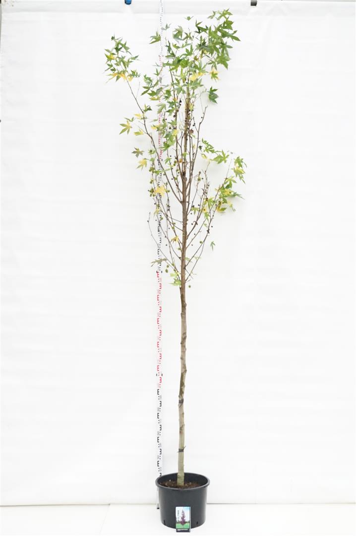 Liquidambar st. &