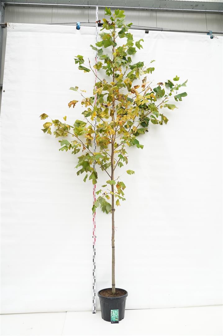 Liriodendron tulipifera 10-12 cm stam, C25 (25 liters kruka)