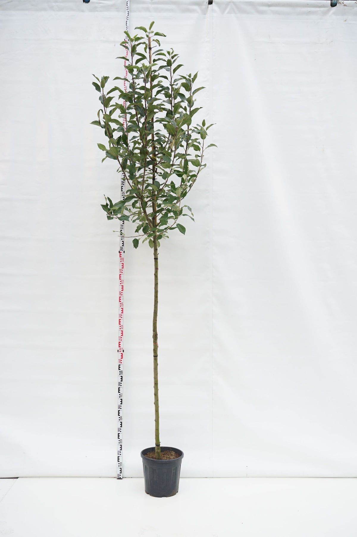 Malus domestica 10-12 cm stam C20 (20 liters kruka)