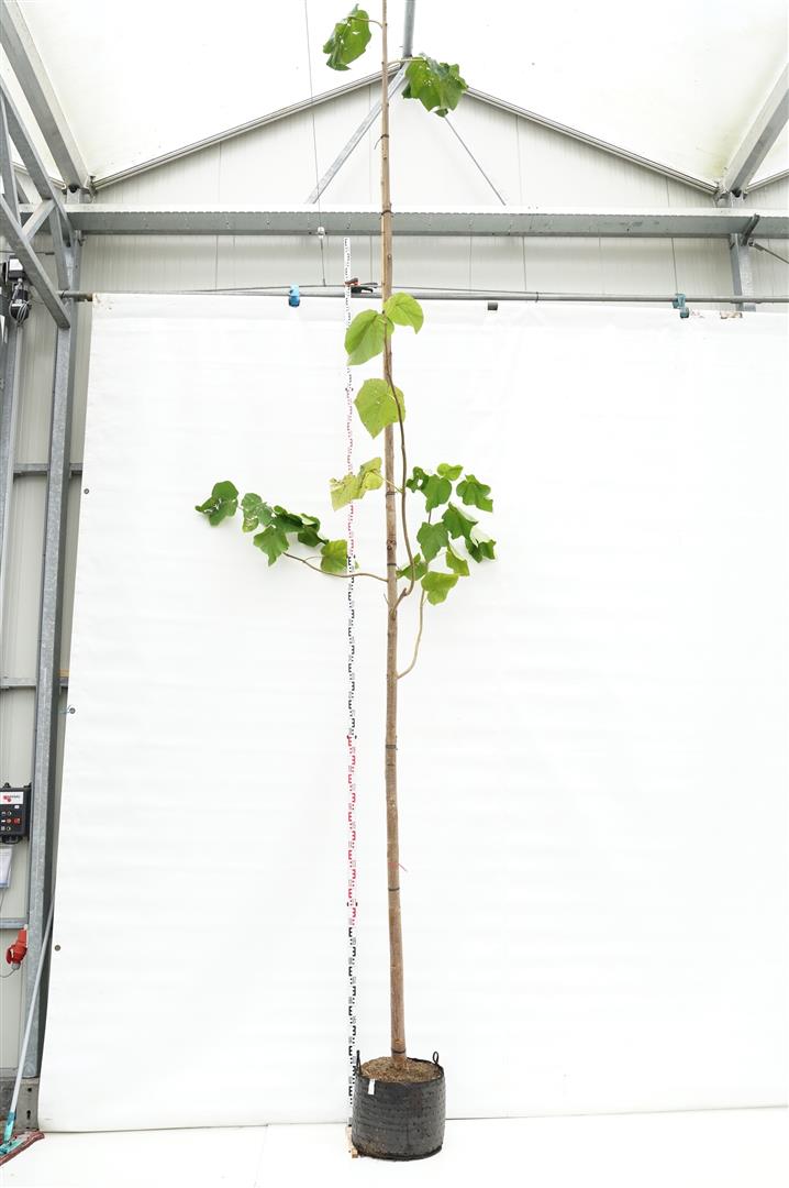 Paulownia tomentosa stamomkrets 16-18 cm, C50 (50 liters kruka)