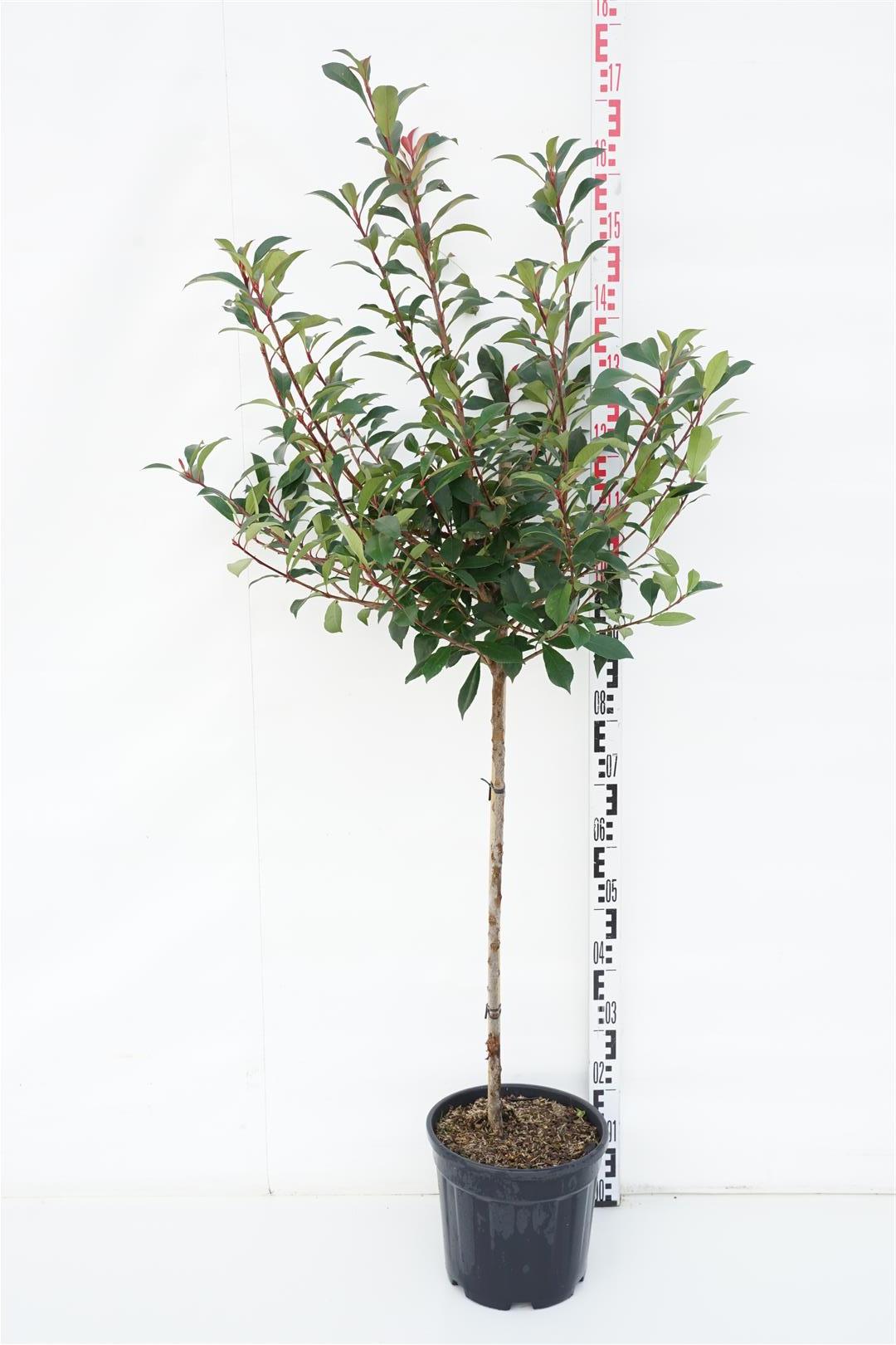 Photinia fraseri &