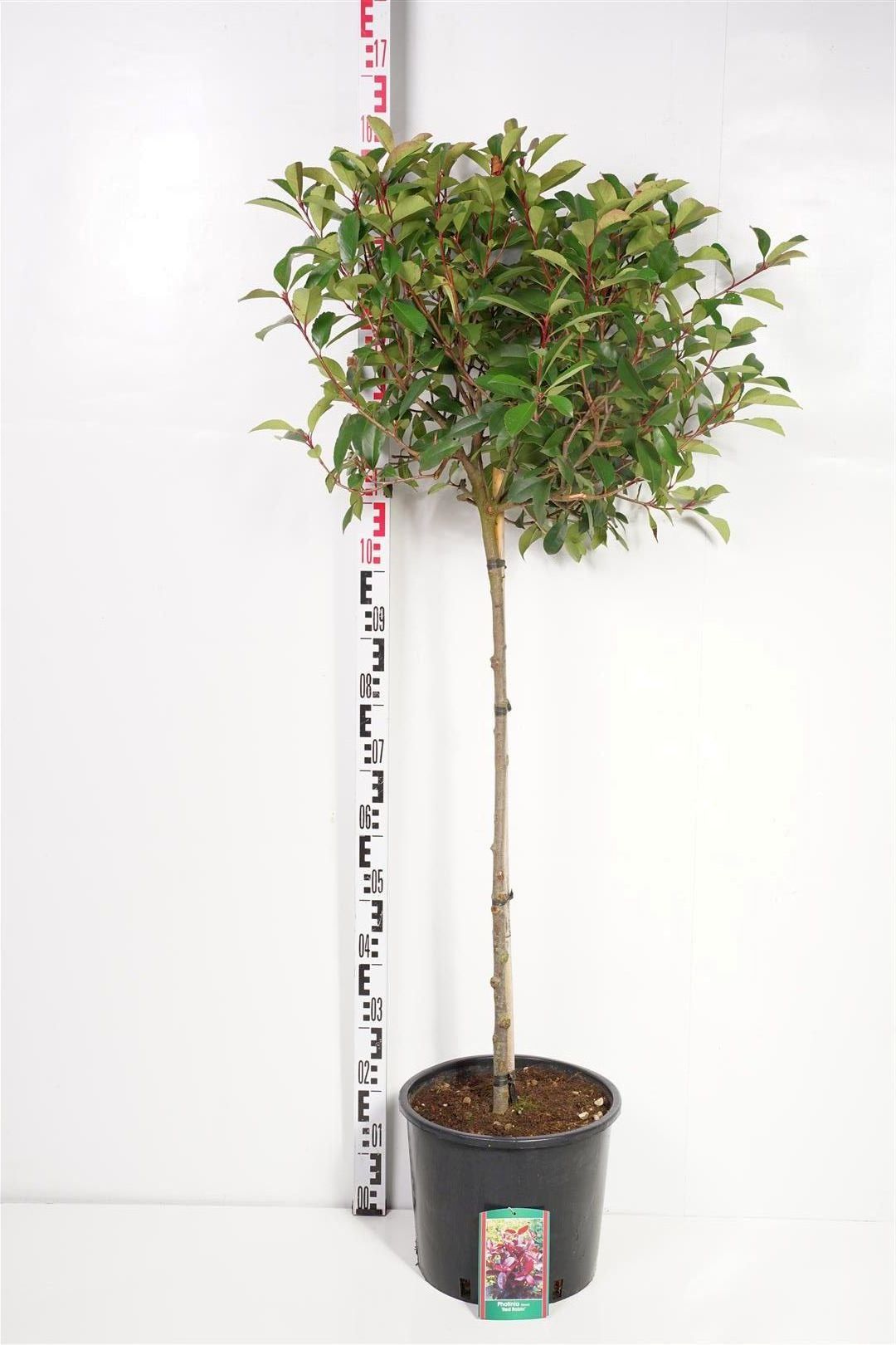 Photinia fraseri &