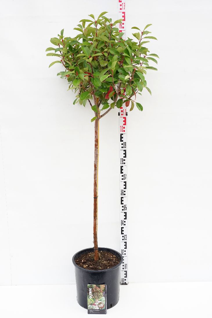 Photinia fraseri &