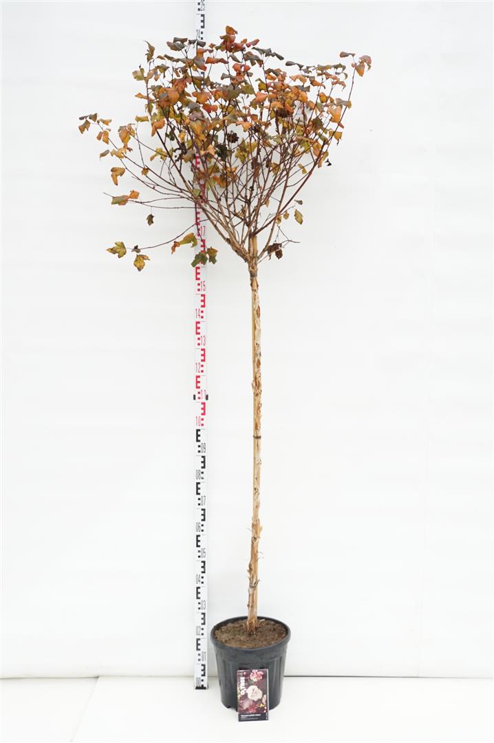 Physocarpus op. &