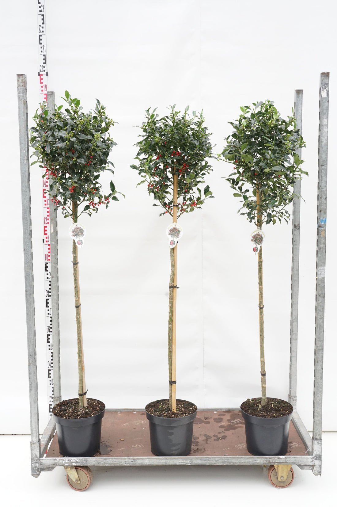 Röd smällspirea - Physocarpus op. &