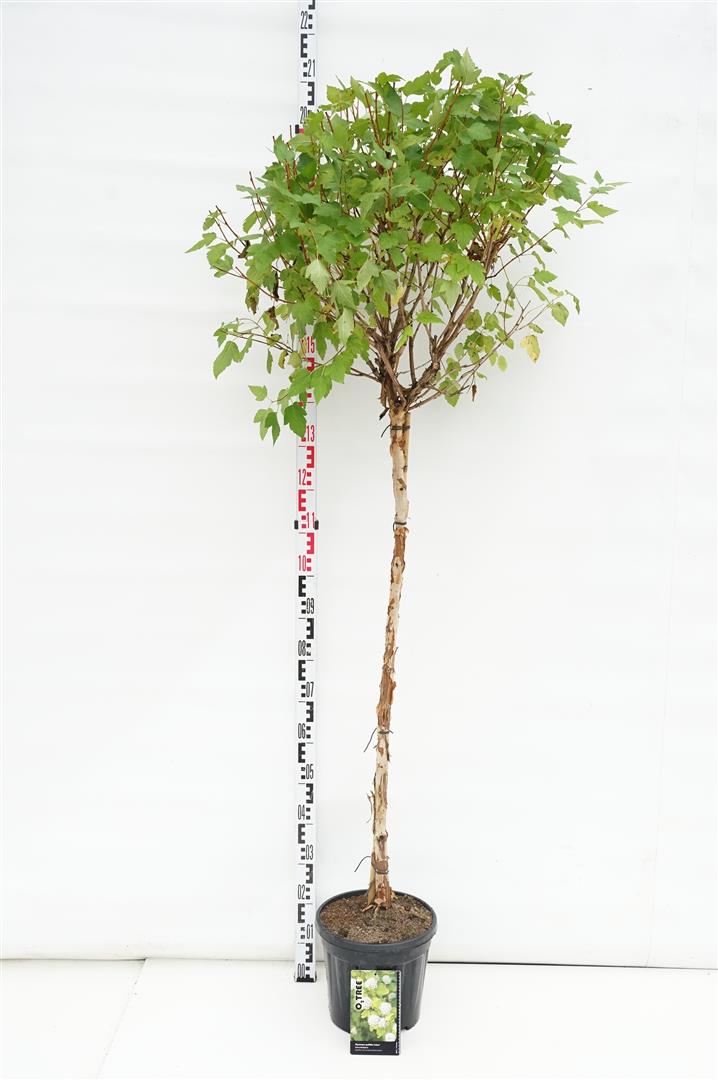 Physocarpus opulifolius &