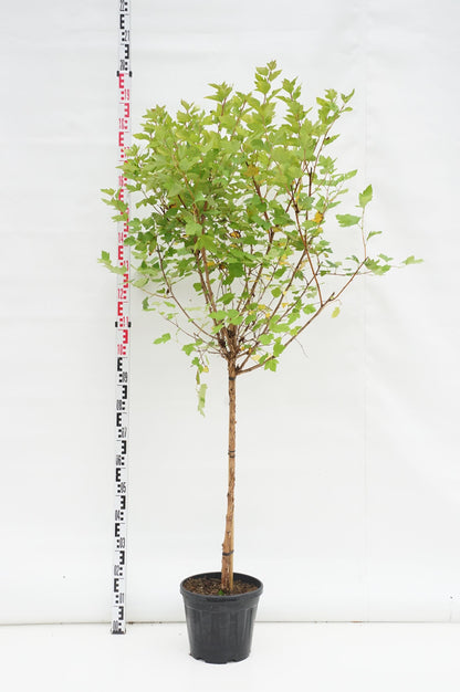 Physocarpus opulifolius &