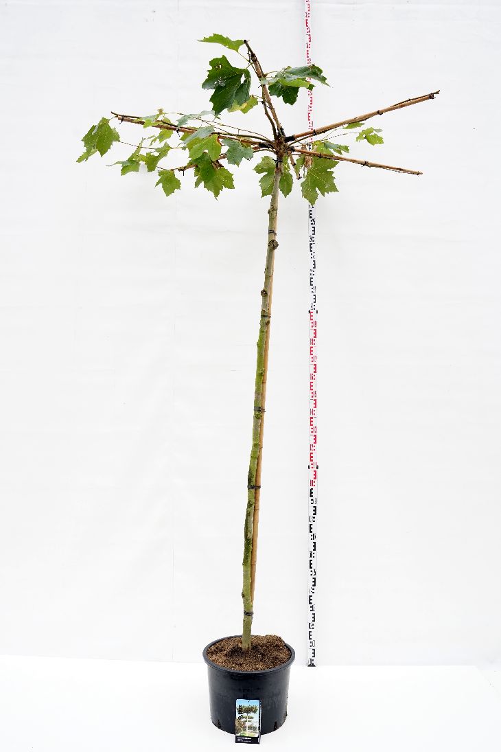 Platanus hispanica takform 10-12 cm C35 (35 liters kruka)