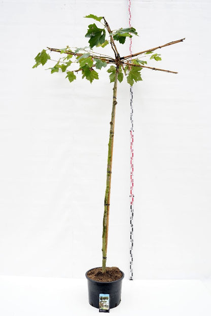 Platanus hispanica (takformad) 10-12 cm stam C35 (35 liters kruka)